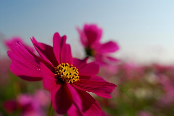 Bright pink cosmea on the background of the sky