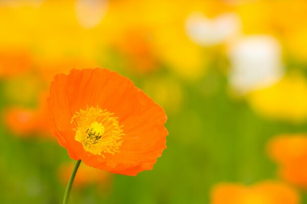 Orange Mohnblume auf einer Lichtung