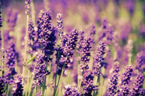 Fleurs de lavande dans un champ, printemps