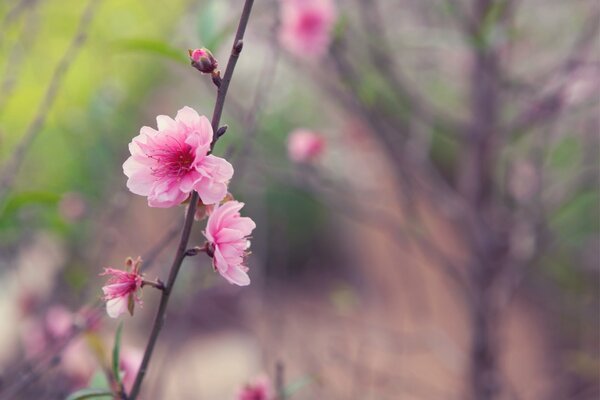 Rosebuds of Japanese sakura on a branch