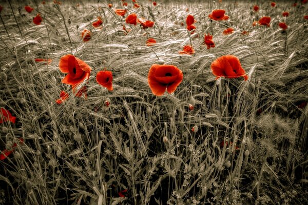 Bright poppies in a field of wheat