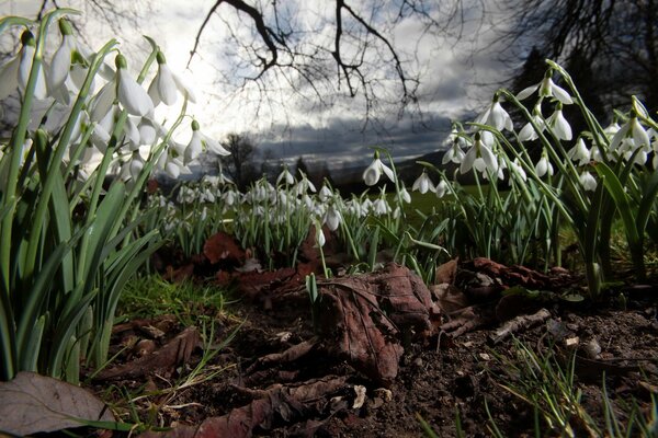 Blumen am Herbstabend im Wald