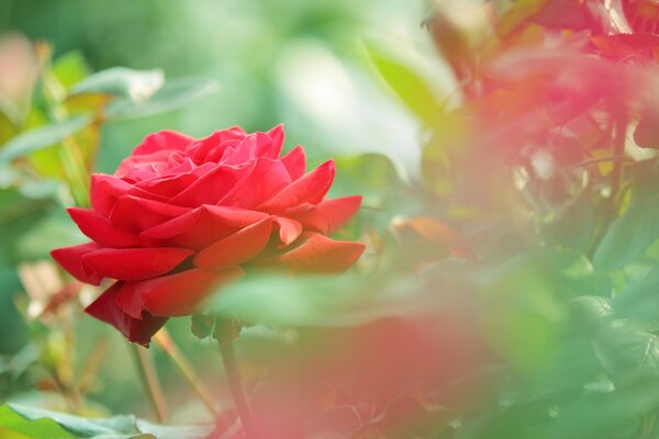 Beautiful red roses in the grass