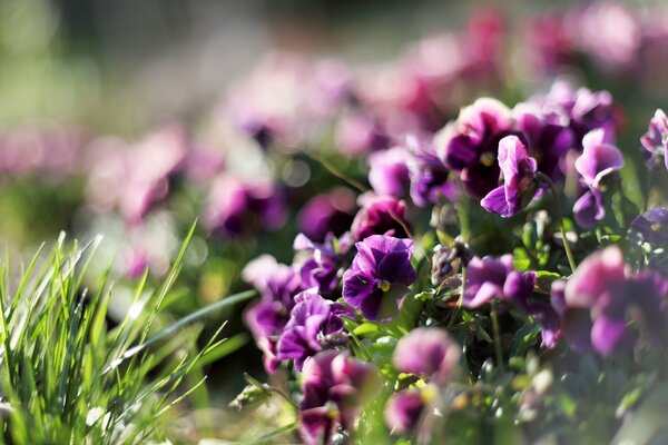 Purple violets on the green grass in spring