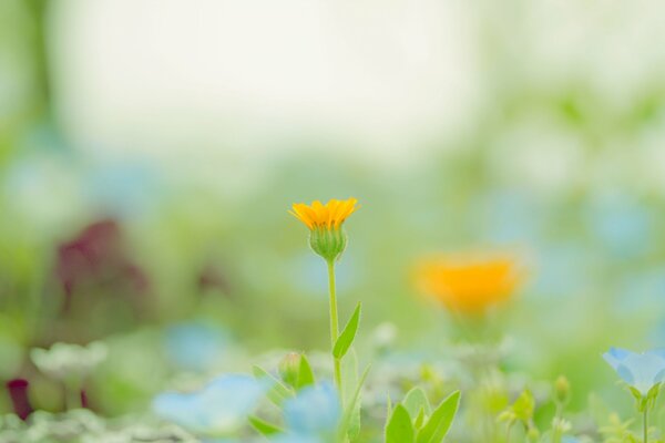 En el claro de la flor de naranja