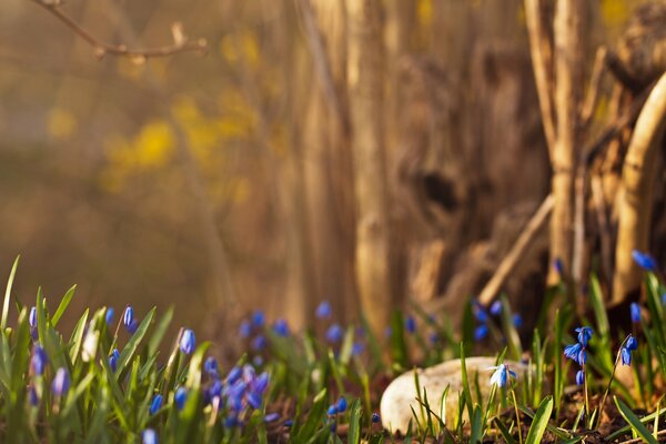 In spring, snowdrops are blue in the forest