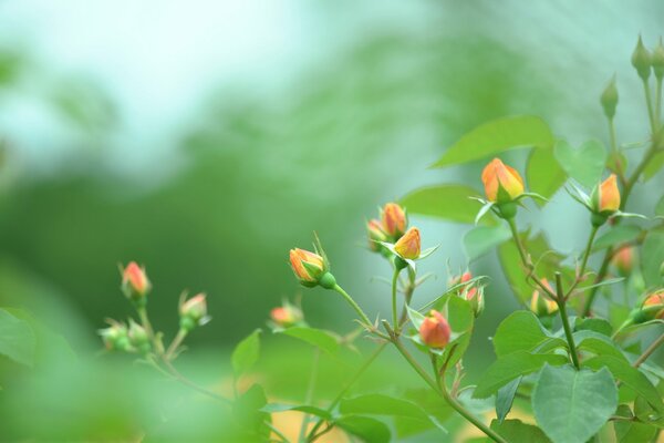 Brotes hinchados de rosas naranjas