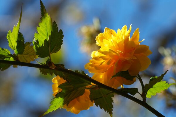 Gelbe Blume am Baum