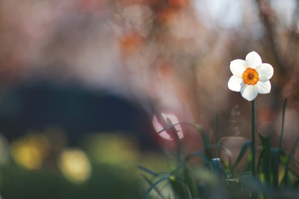 White narcissus on a blurry background