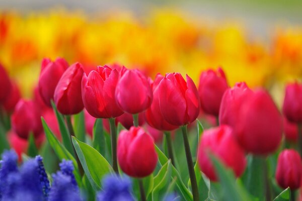 Radura di boccioli di tulipani in fiore