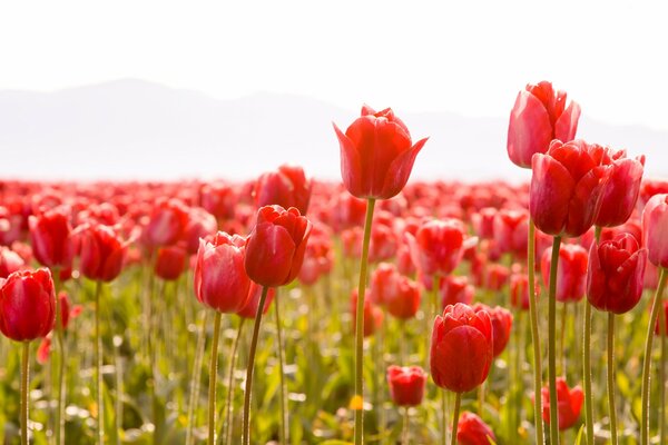 Paoe de tulipes, bourgeons, printemps