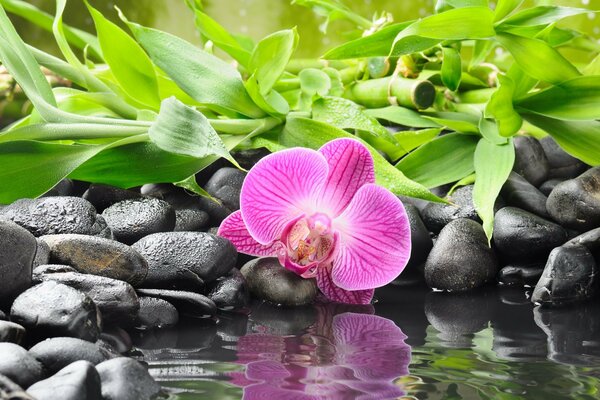 Reflection of an orchid in the water surrounded by stones