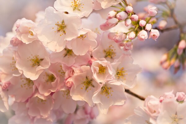 Boccioli rosa bianchi su un ramo