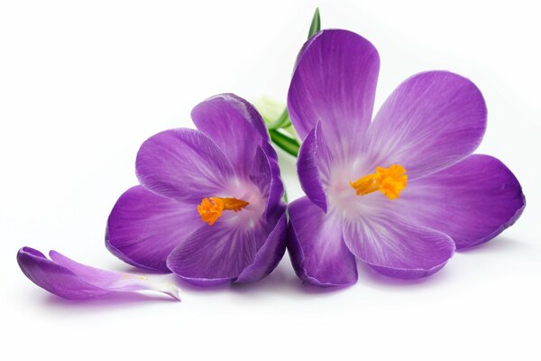 Bright crocus petals