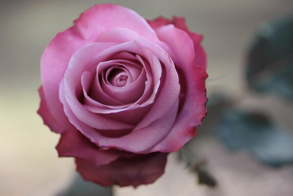 Foto#Rose#Blume#Rosa#Nahaufnahme