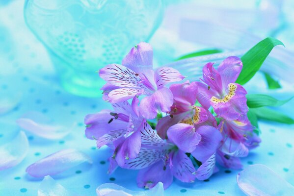 Purple orchids on a blue background