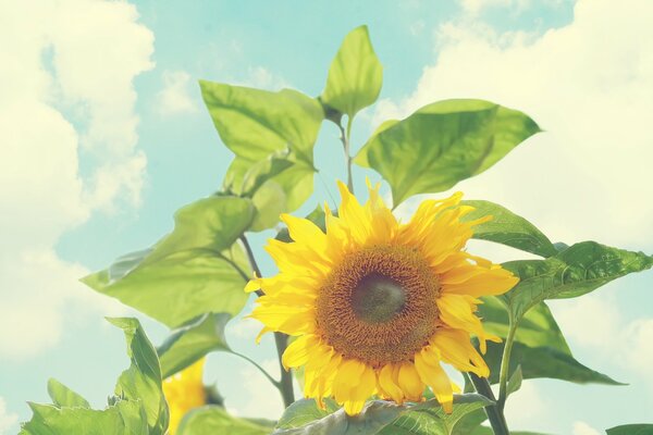 Fleur de tournesol sur fond de nuages blancs