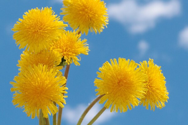 Bright yellow flowers on a blue sky background