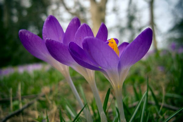 Photo of a lilac flower with a blurred background