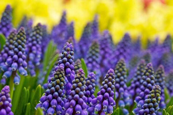 Purple pyramids of flowers on a blurry background