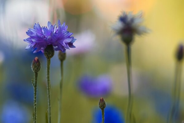 Blaue Kornblume auf verschwommenem Hintergrund