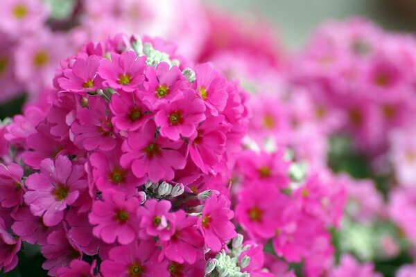 Fiori di phlox rosa brillante