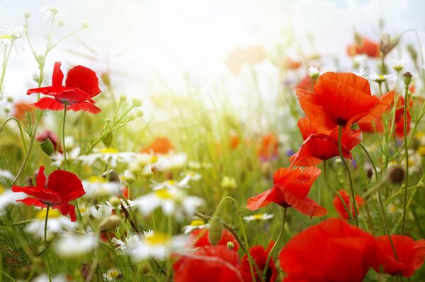 Mohn und Kamille sind die Blumen eines warmen Sommers