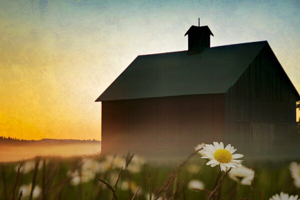 Daisies on the background of an old house