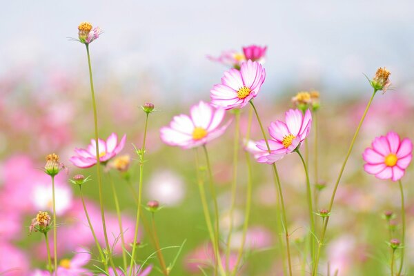 Zarte Blumen auf der Sommerwiese