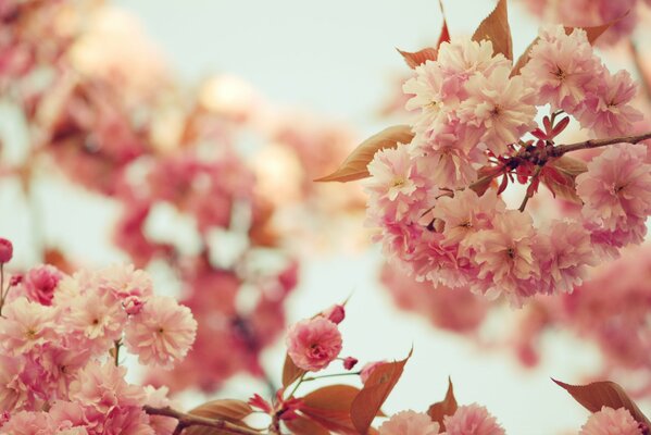 Las ramas de Sakura florecen en primavera