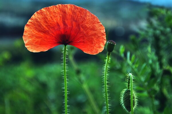 Red poppy blooming in the meadows