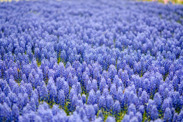 Un sacco di Muscari blu sul campo