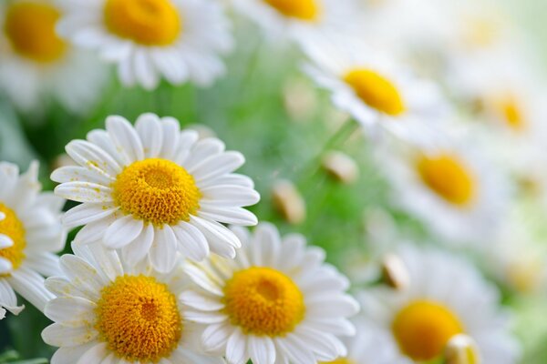 Pollenflecken auf bescheidenen Gänseblümchen