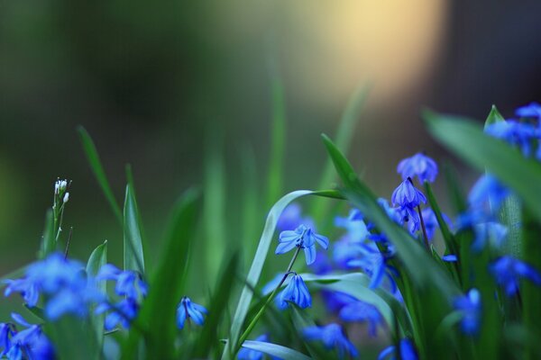 Les fleurs bleues sont belles et délicates