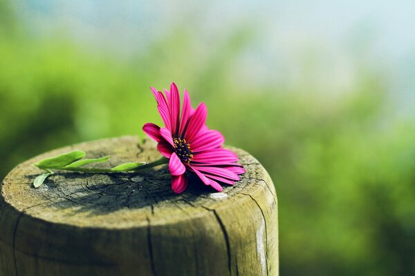 Una flor rosa descansa sobre un poste de madera