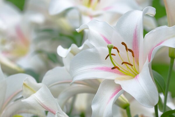 Lirios hermosos blancos de cerca