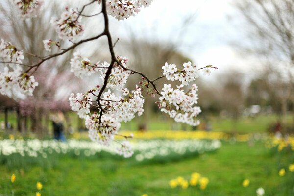 Cherry blossom branch in the park