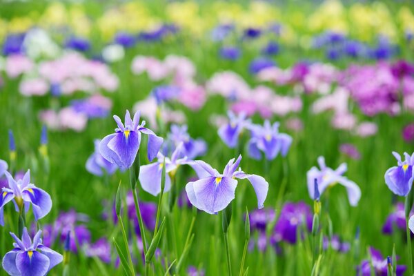 Viele lila Iris auf dem Feld