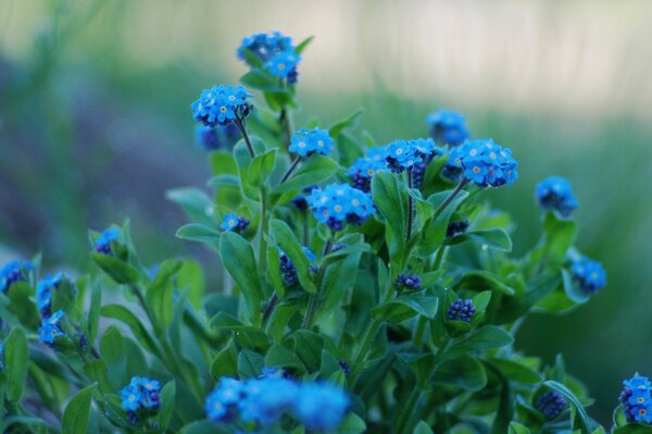 Vergissmeinnichtblumen mit blauen Blütenblättern