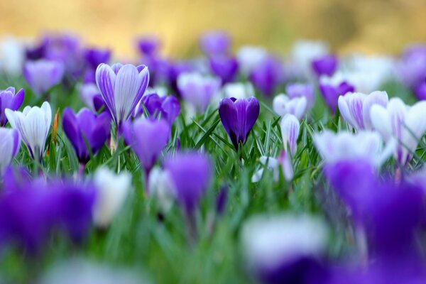 Fleurs de Crocus sur fond flou