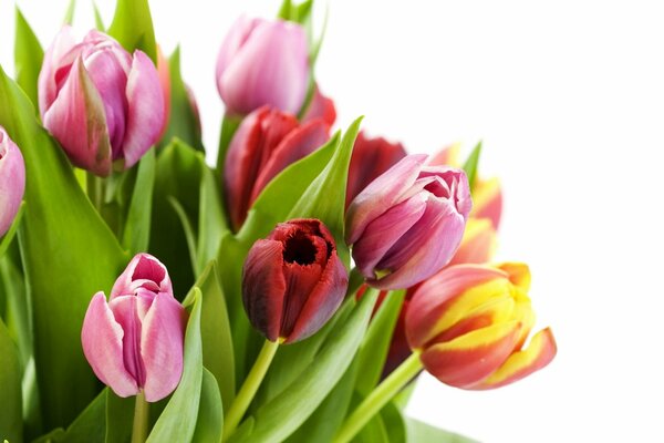 Bouquet délicat de tulipes, fleurs