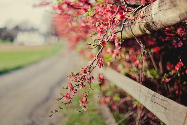 Fleurs de coing roses