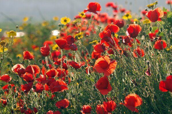 A field of red poppies and yellow flowers