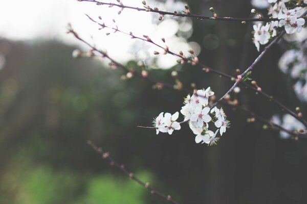 Fiori di ciliegio in primavera