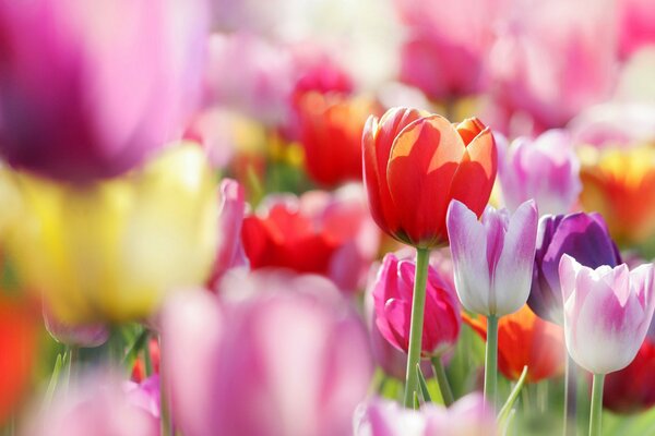 Tulipanes multicolores florecen en primavera