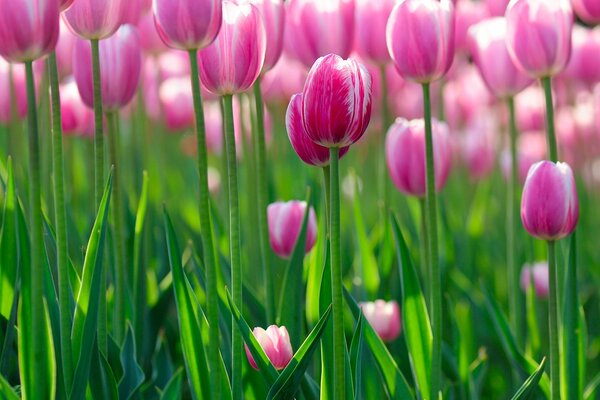 Schöne und exquisite rosa Tulpen