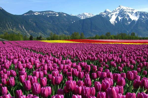 Tulpenfelder im Bergland