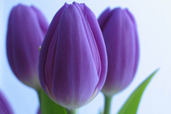 Spring flowers: purple tulips