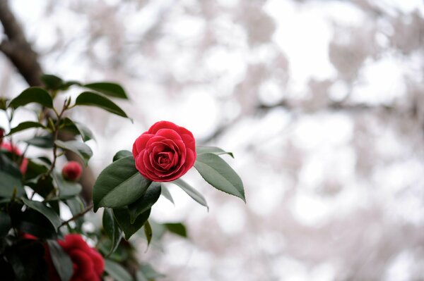 Leuchtend rote Blume im Fokus