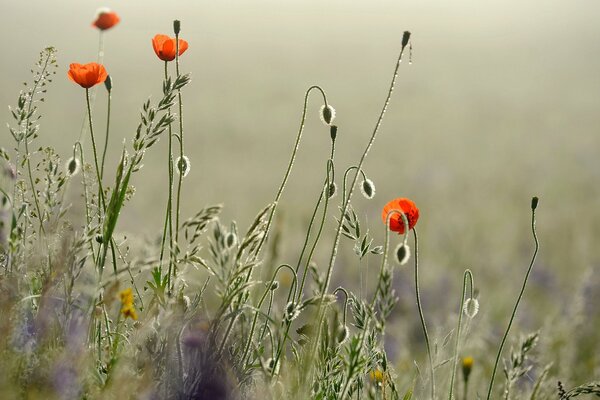 Hermosa foto de amapolas en el claro de la mañana